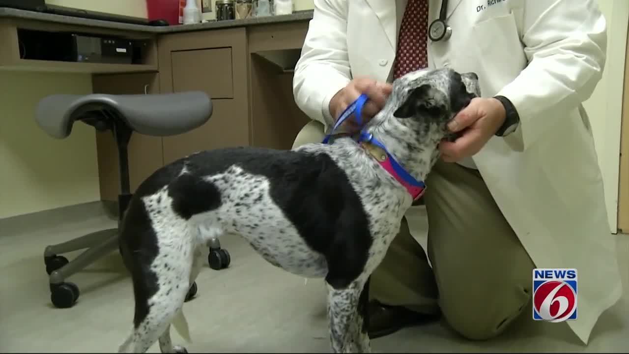 What's really in your dog's food? - WKMG Orlando