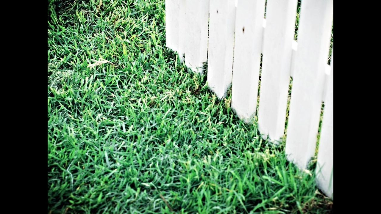 How to remove mildew, algae from fence