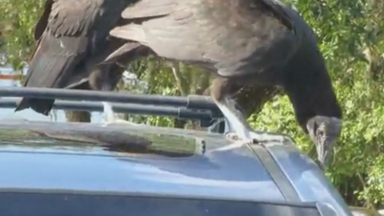 Video shows vultures eating cars in Florida Everglades