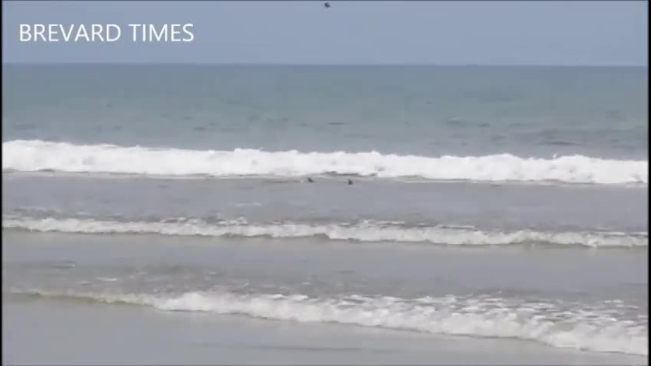 Sharks spotted near shore close Cocoa Beach