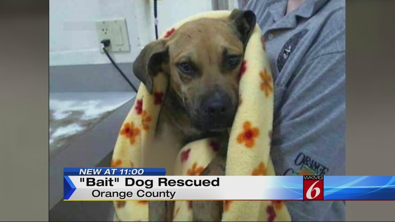 Dog Rescue Orange County Florida Dog Rescue Orange County Florida