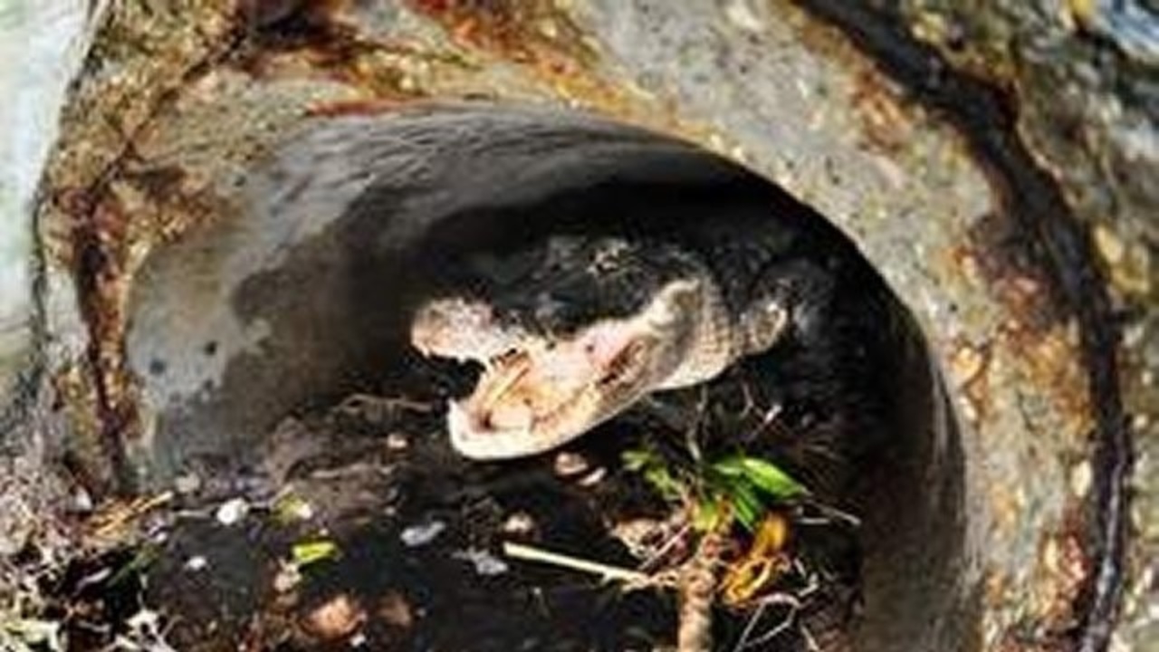 7foot alligator removed from drain pipe