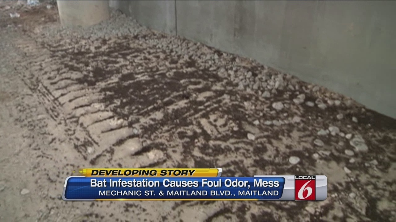 Maitland Bat Infestation Causes Foul Odor