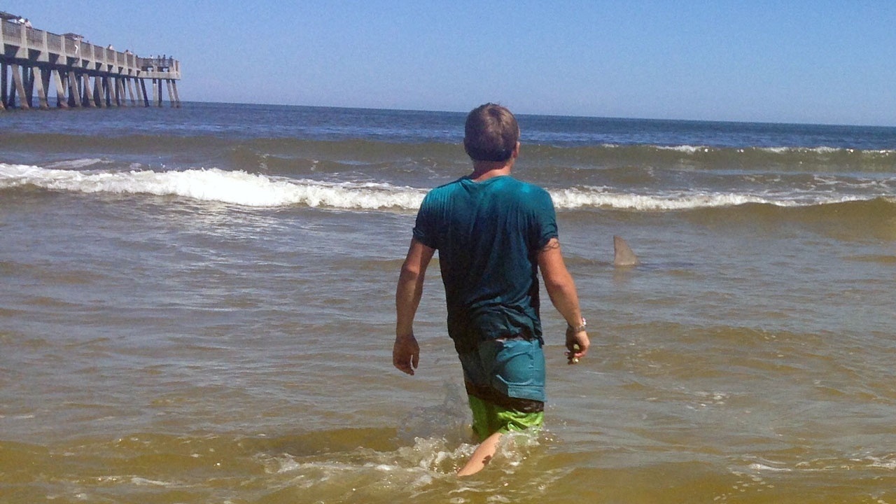 Sharks spotted near Jacksonville Beach pier