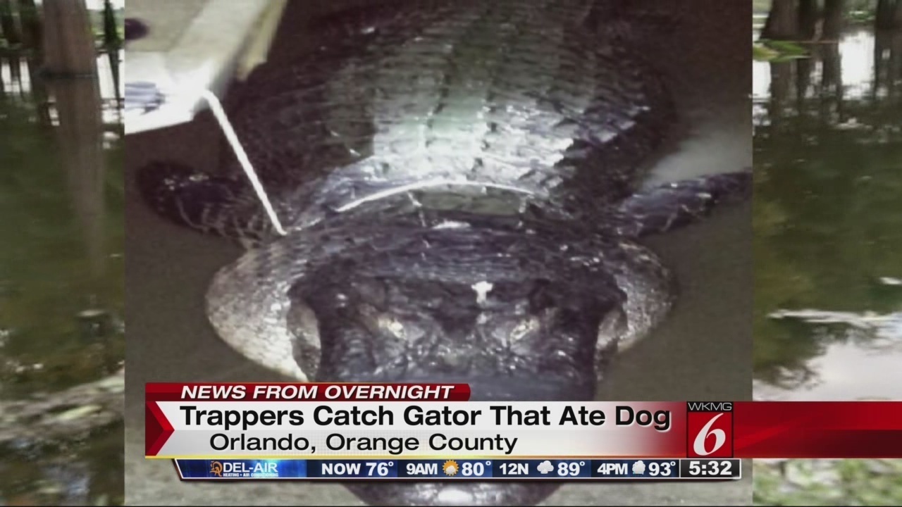 Trapper captures dogeating alligator in Orlando lake