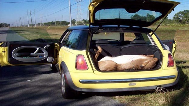4 Men Kill Deer All Cram Inside Mini Cooper Orange County Video Thumbnail For 4 Men Kill Deer All Cram Inside Mini Cooper Orange County