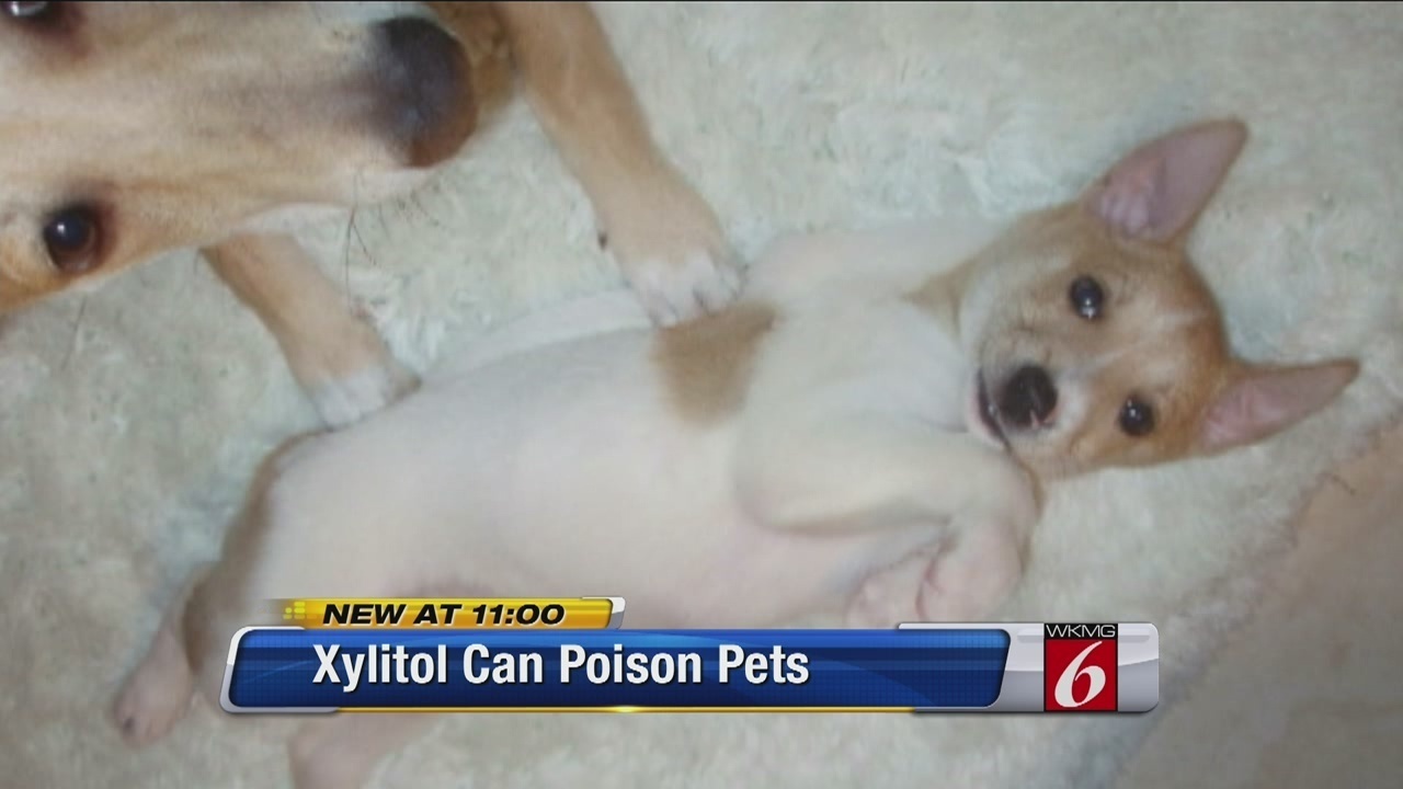 Xylitol can pose dangerous, deadly risk to pets