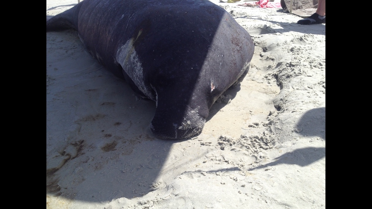 Female manatee rescued at New Smyrna Beach