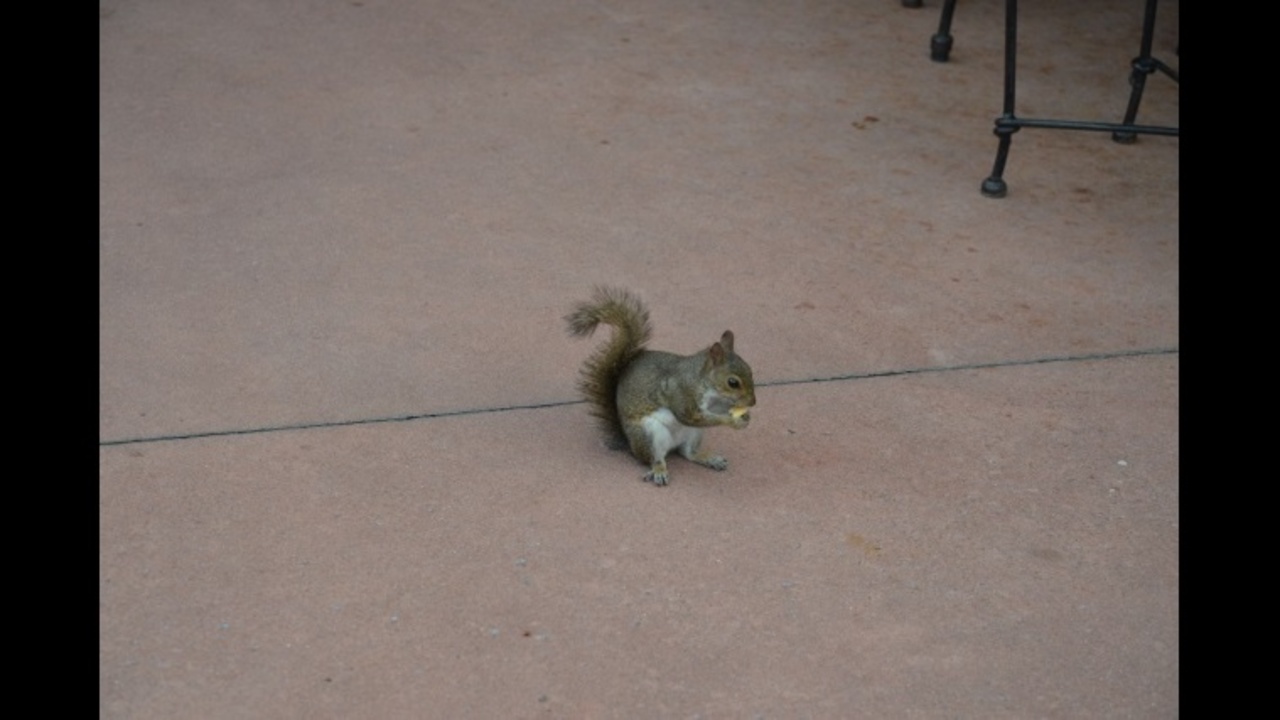 Florida man warned about stalking nuisance squirrels, police say