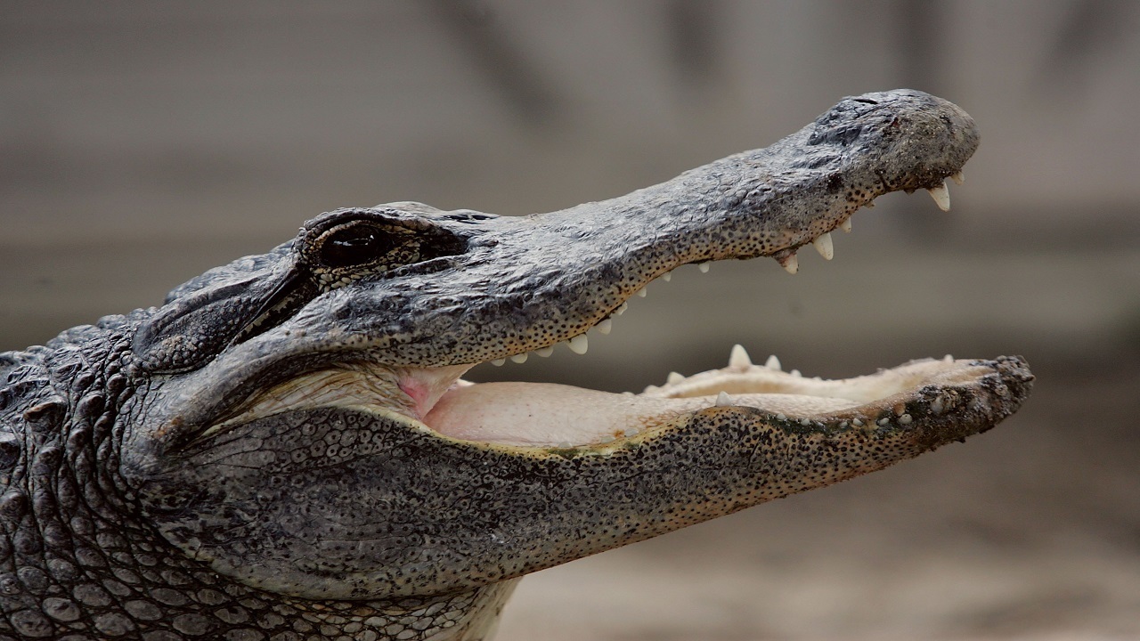Headless alligator found in Rockledge neighborhood, FWC says