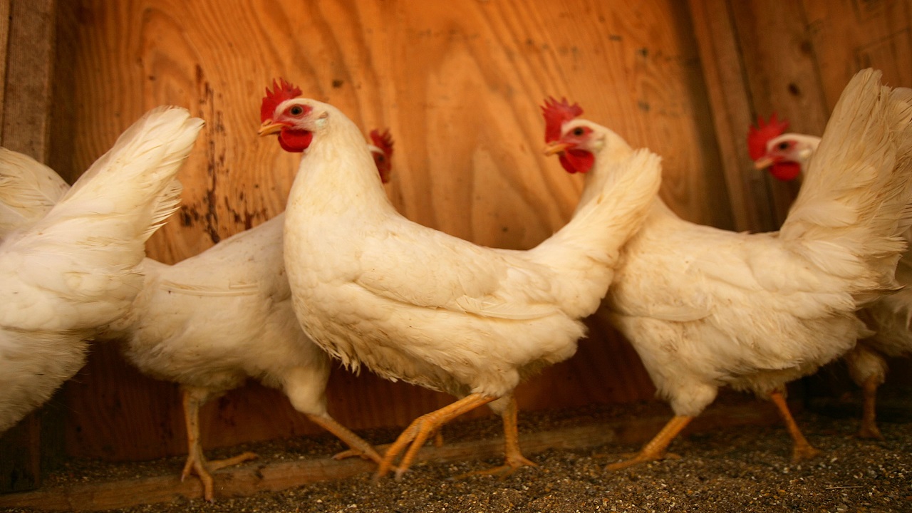 Titusville OKs backyard chickens, but you have to take a class...