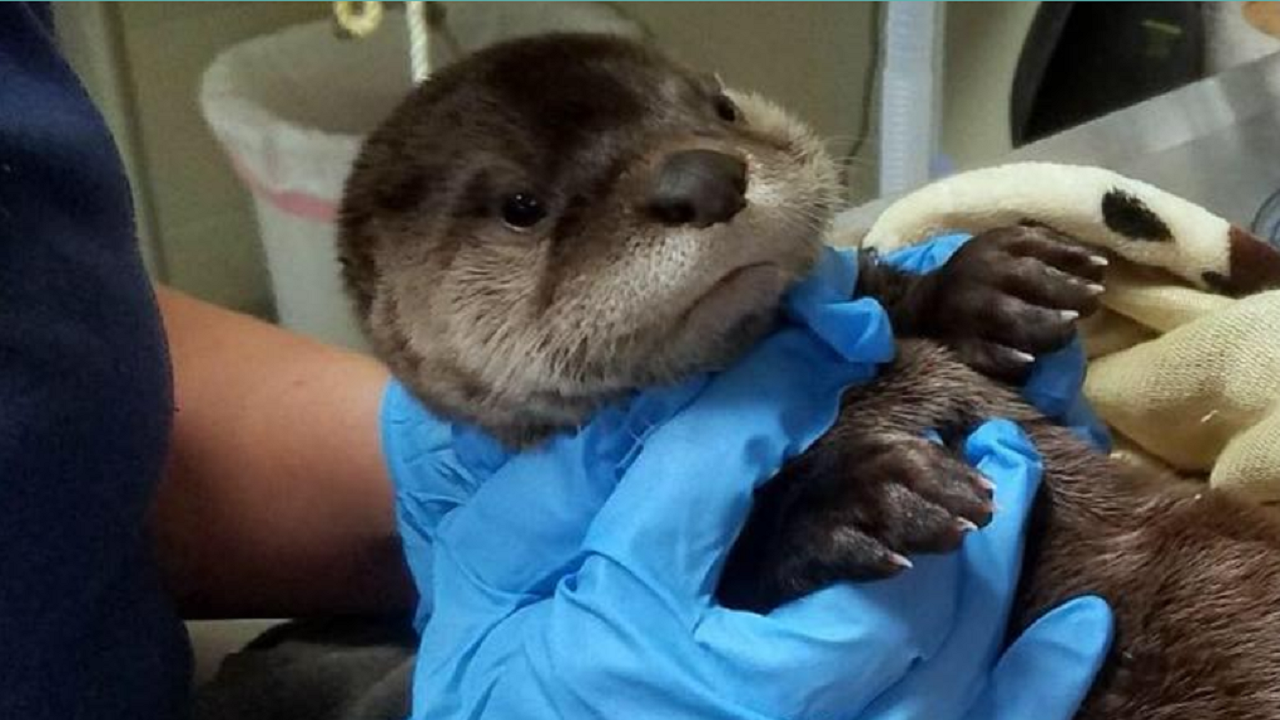 Aggressive otter killed after attacking multiple people in...