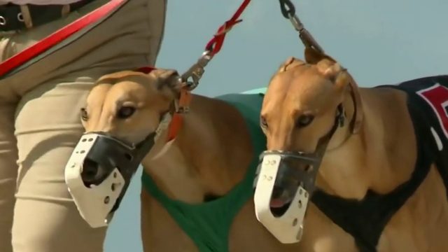 Daytona Dog Track >> Greyhound Racing In Daytona Beach To End In March Daytona Dog Track >> Greyhound Racing In Daytona Beach To End In March