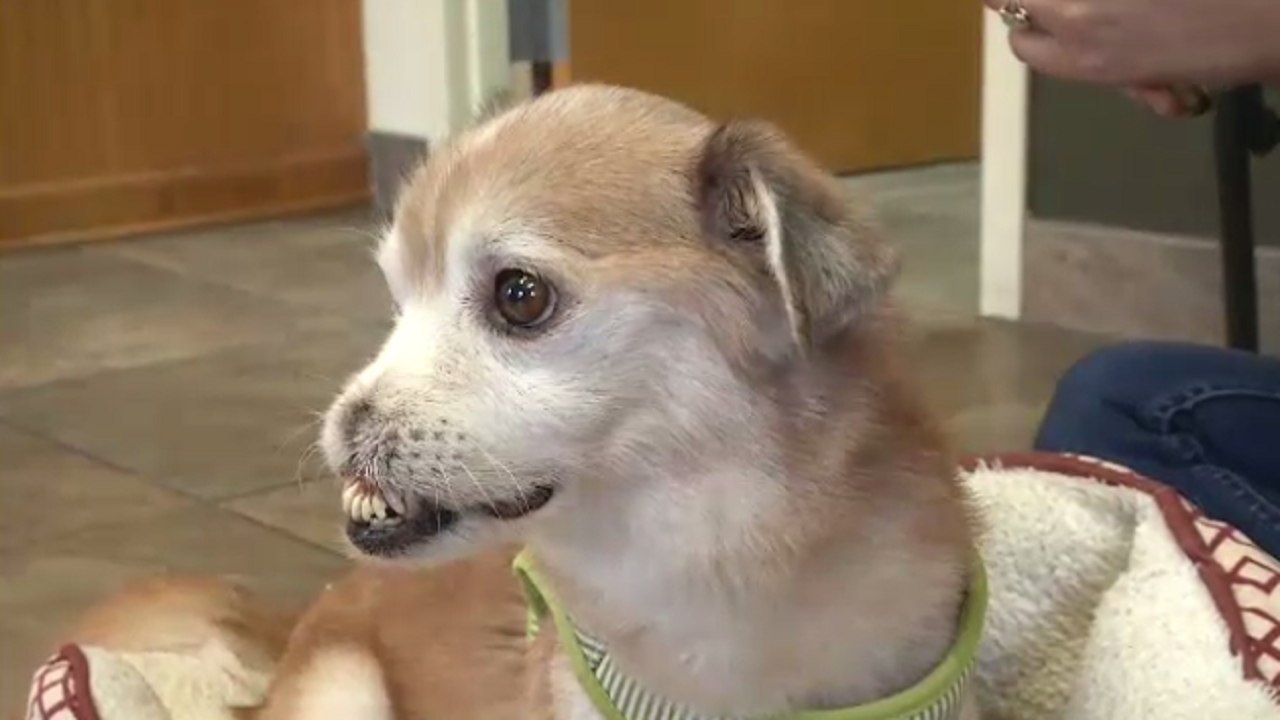 Meet Sniffles, the noseless Florida dog that's warming hearts