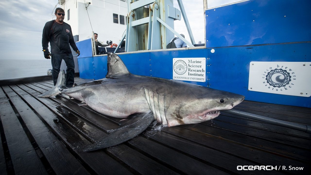 Mako shark, great white shark ping off the coast of Melbourne...