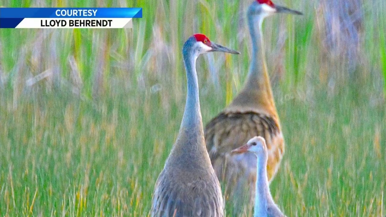Drama In World Of Birds Sandhill Crane >> Advocates Push For More Sandhill Crane Protections In South Drama In World Of Birds Sandhill Crane >> Advocates Push For More Sandhill Crane Protections In South