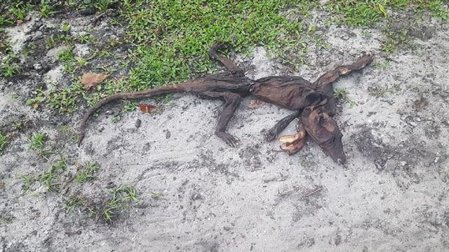 Mystery creature: What the h*** did this Florida woman find in her yard?