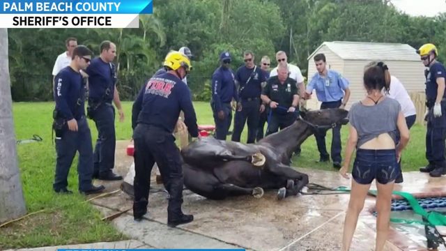 Horse stuck after falling into Florida family's pool