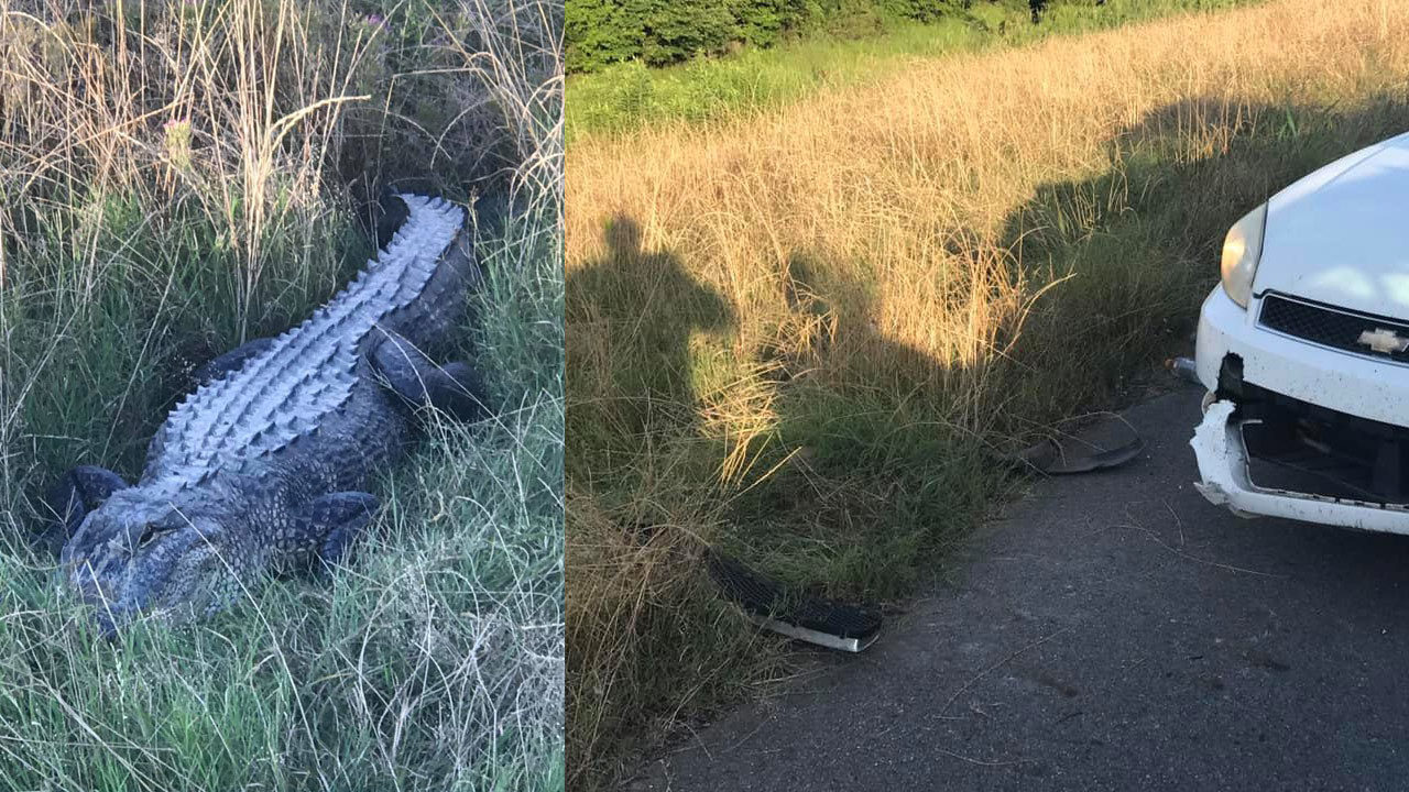 8foot alligator bites deputy's car before getting away